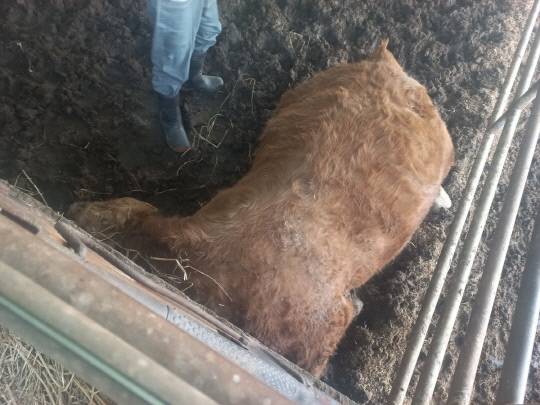 감전으로 폐사한 한우. 사진=한우농가 제공