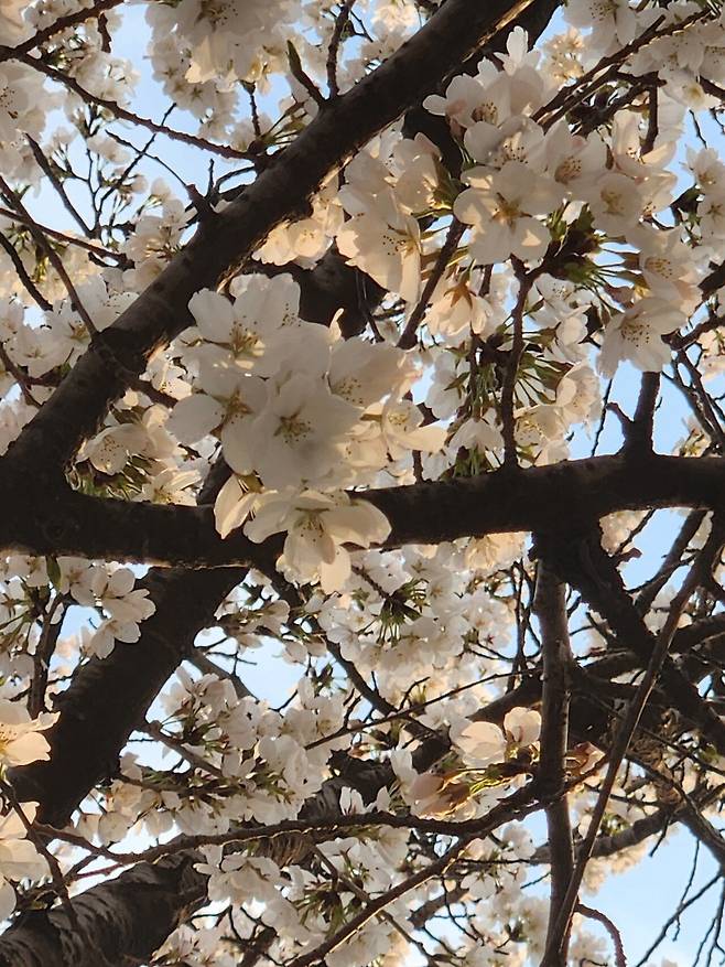 1000022254.jpg 실시간 대구 벚꽃