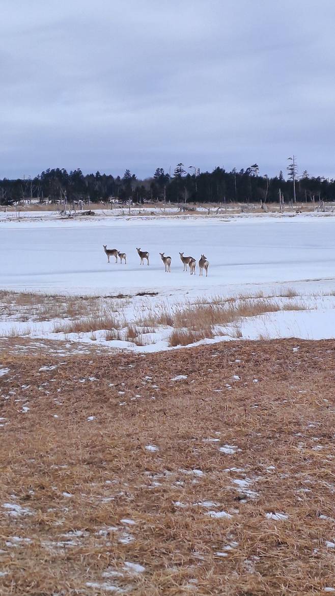1000011355.heic.auto.jpg 겨울의 홋카이도 여행기 1편: 네무로(상)