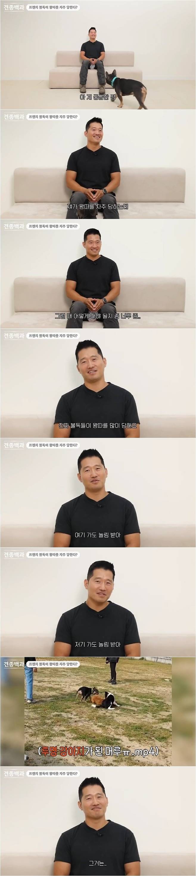 1.jpg 프렌치 불독이 왕따를 자주 당하는 이유.jpg