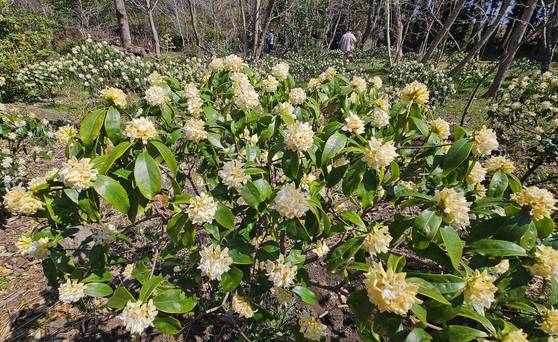 백서향꽃은 향기가 만 리 간다는 말이 있다. 실제로 활짝 핀 백서향꽃에서 향기가 진동했다.