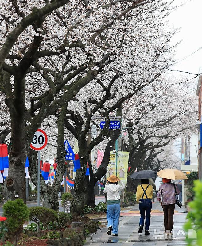 [제주=뉴시스] 우장호 기자 = 제주 전농로 왕벚꽃 축제를 하루 앞둔 27일 오후 제주시 삼도일동에서 우산을 쓴 관광객들이 벚꽃 구경에 빠져 있다. 기상청에 따르면 28일부터 온화한 날씨가 물러가고 기온이 10도 이상 떨어지는 등 당분간 '꽃샘추위'가 찾아올 것으로 전망된다. 2025.03.27. woo1223@newsis.com