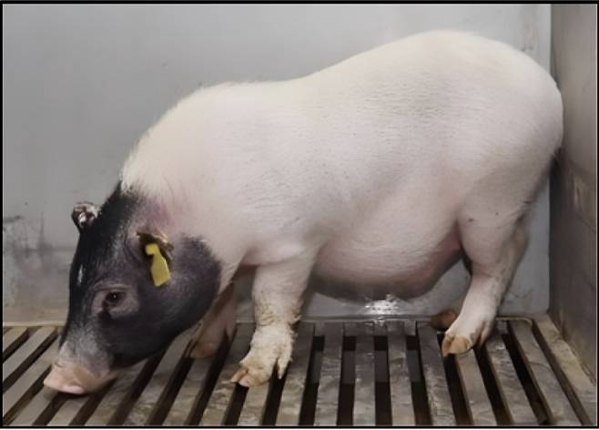 장기 이식용 유전자 조작 '바마 미니 돼지' [Nature/Lin Wang et al. 제공. 재판매 및 DB 금지]