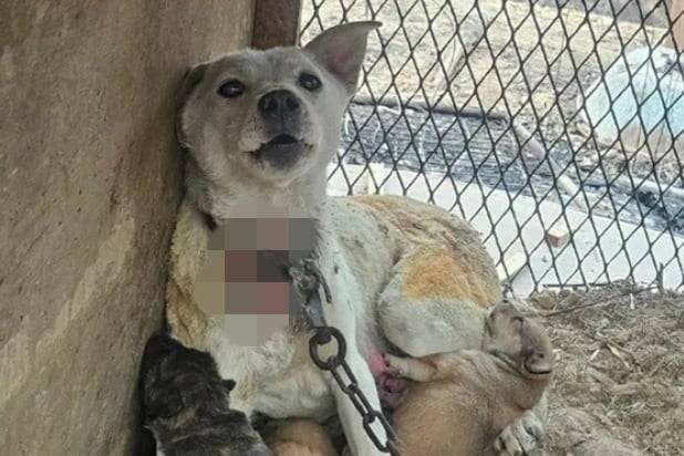 산불 현장에서 구조된 어미 백구와 새끼들. 어미는 불에 그을리고 화상을 입으면서 새끼를 지켜냈다. 안타깝게 화마에 희생된 새끼도 있었다. / 출처 = 동물구조단체 '유엄빠'