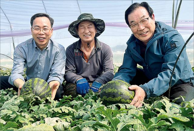 경남 함안군 대산면의 한 시설하우스에서 대산농협 송병우 조합장(오른쪽부터), 임영도 수박공선회장, 안병영 전무가 수확을 앞둔 수박을 들어 보이고 있다.