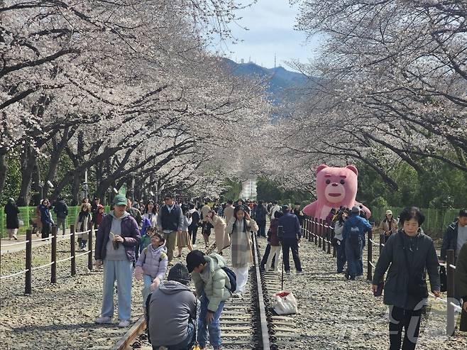 29일 오전 창원시 진해구 경화동 경화역 철길을 따라 군항제를 찾은 상춘객들이 벚꽃을 감상하고 있다. ⓒ 뉴스1 박민석 기자