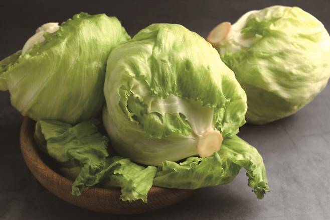 양상추. 게티이미지뱅크 제공