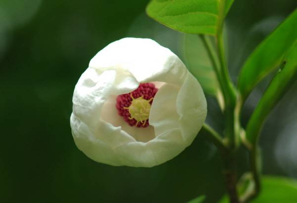 우리나라 자생종 입니다. 함박웃음으로 피어납니다.