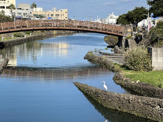 노랑부리백로가 찾은 제주시 산지천 전경. 최충일 기자