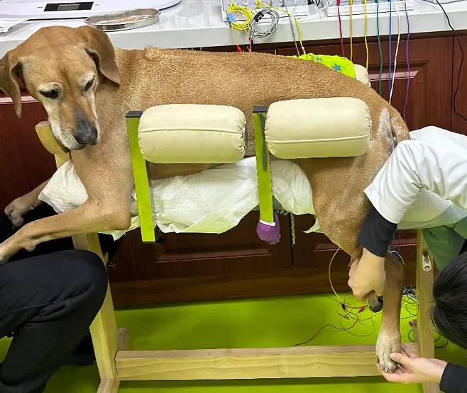 반려견에게 침을 놓는 중의사/사진=중국 인터넷