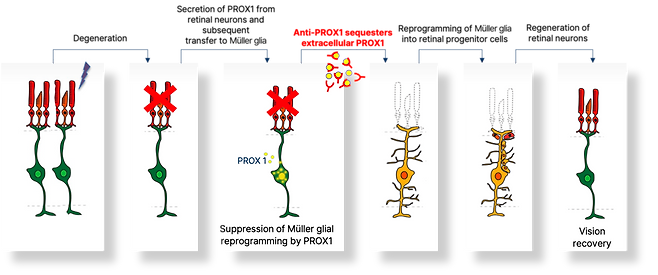 프록스원 단백질 이동 억제를 통한 망막재생 유도 기전 모식도.[KAIST 제공]