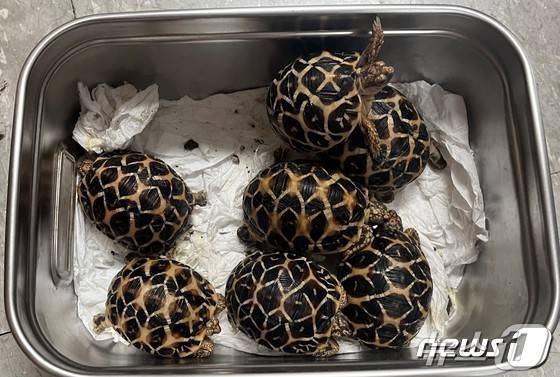 지난 2022년 9월 인천세관에서 적발한 불법 밀수 인도별거북(국제적멸종위기Ⅰ급). 현재 국립생태원이 보호하고 있다.(한강청 제공)