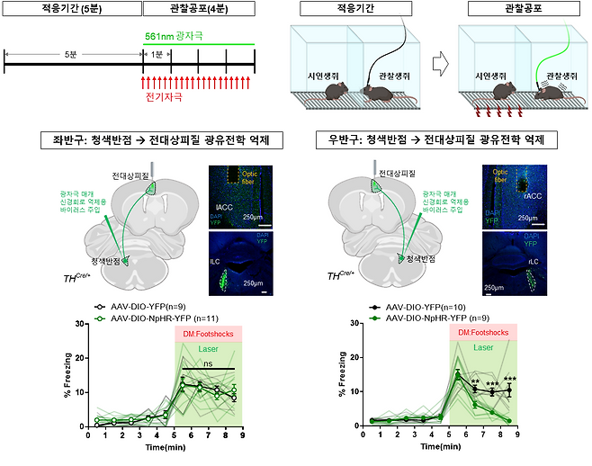 관찰 공포 실험 및 좌·우뇌 회로 억제 결과.[IBS 제공]