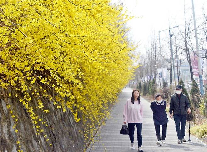[전주=뉴시스] 김얼 기자 = 완연한 봄 날씨가 이어지는 전북 전주시 전주화산체육관 일대에 개나리가 만개해 있다. 2025.03.25. pmkeul@newsis.com *재판매 및 DB 금지