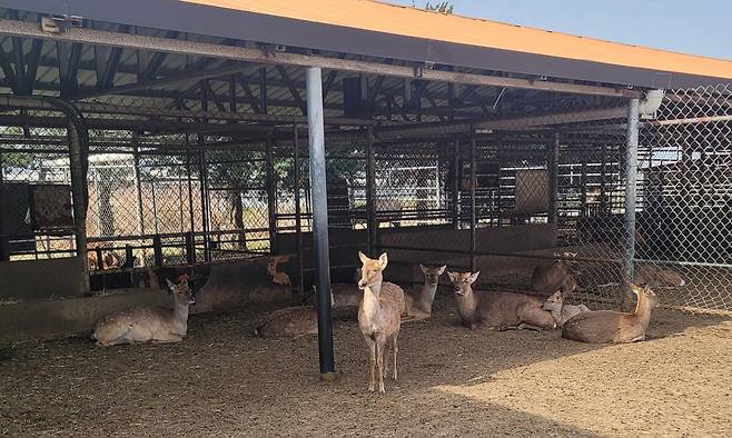 쌍둥이 동물농장 사슴들이 실외사육장 그늘에서 쉬고 있다.&nbsp;배상철 기자