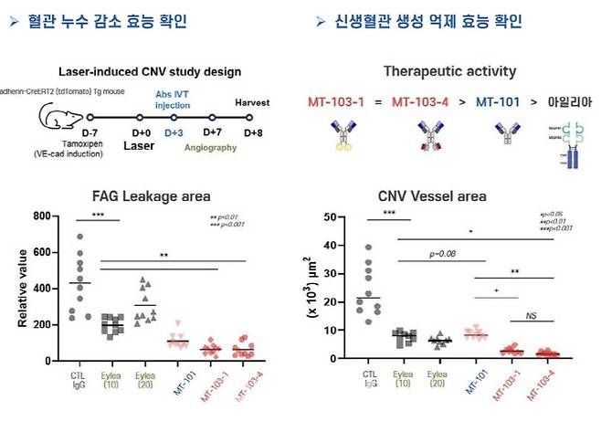 MT-103은 비교실험에서 아일리아보다 신생혈관 생성 효능 억제가 우수하다는 것이 확인됐다. (제공=큐라클)