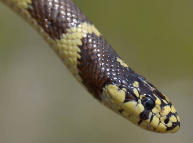 근접포착한 캘리포니아왕뱀./National Park Service