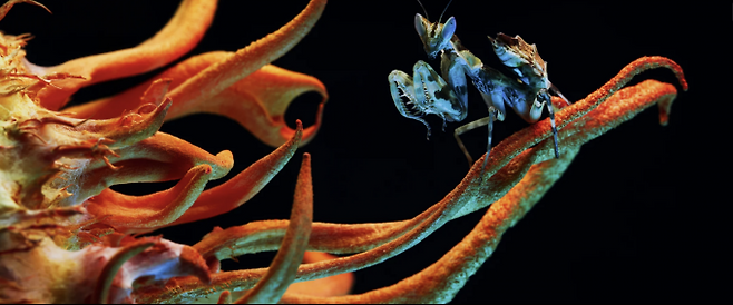 Irina Petrova Adamatzky/World Nature Photography Awards 제공