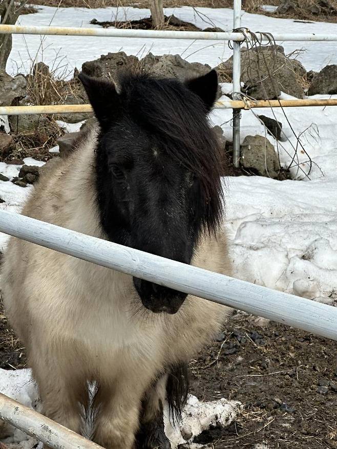 Internet_20250401_193216_4.jpeg 제주도에서 희찬이형 만남