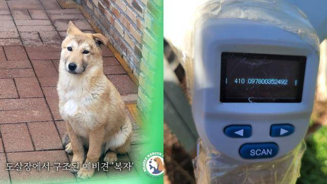 전남 진도군 한 개농장에서 동물등록 여부를 확인하던 중(오른쪽) 발견된 천연기념물 예비견 복자(왼쪽). 비글구조네트워크 제공