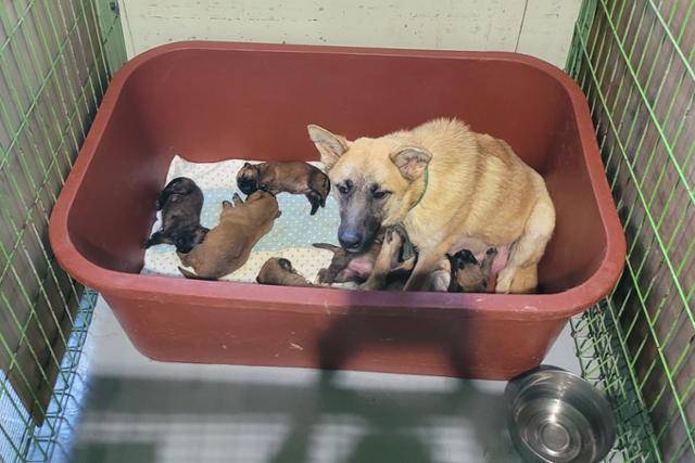 부산의 위탁 유기동물보호소. 이곳에서는 안락사를 자연사로 둔갑시킨 의혹이 제기됐다. 비글구조네트워크 제공