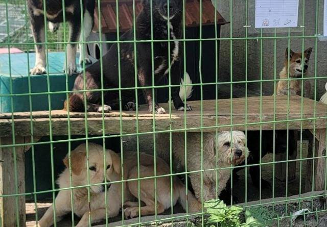 제주 한림읍 민간동물보호소인 한림쉼터에서 지내고 있는 개들. 동물자유연대 제공