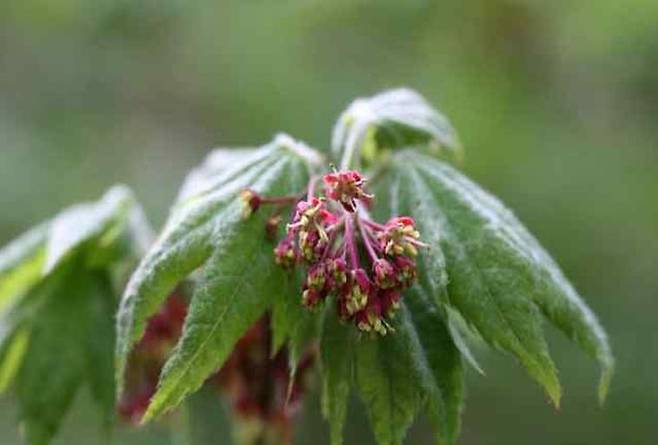 당단풍나무. /사진=국립낙동강생물자원관