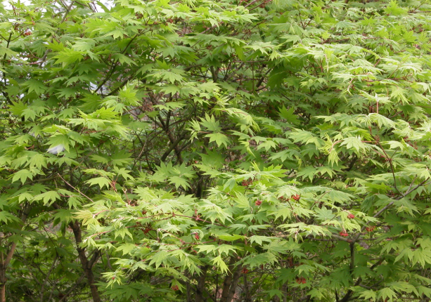 당단풍나무. 환경부 제공