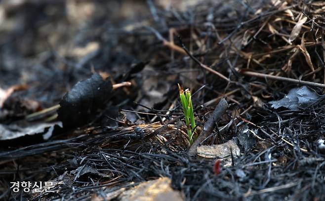 지난달 31일 경북 산불 최초 발화지로 지목된 의성군 안평면 괴산리 산불 발생 현장 인근에 초록색 풀이 돋아나 있다. 의성|권도현 기자