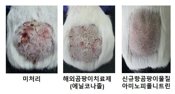 농촌진흥청은 신규 발굴한 항곰팡이 물질인 ‘아미노피롤니트린’을 기니피그를 대상으로 실험한 결과 임상학적으로 소 버짐병 증상이 개선됐다고 밝혔다. 농촌진흥청