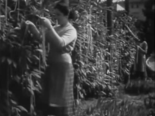 영국 BBC 방송이 1957년 만우절을 맞아 내보낸 '가짜 스파게티 나무' 영상 ['About Switzerland' 페이스북 캡처. 재배포 및 DB 금지]