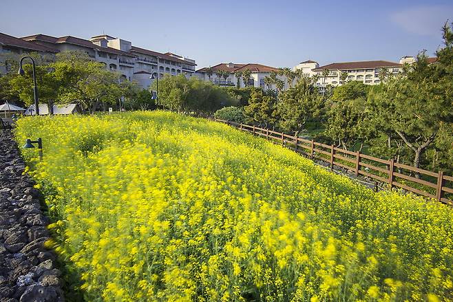 제주 신라호텔 숨비정원에 만개한 유채꽃