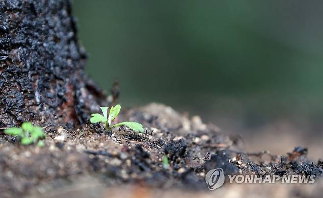 산불 뒤 다시 움트는 희망 (고성=연합뉴스) 2019년 4월 4일 강원 동해안을 덮친 대형 산불이 난 지 3주가 26일 고성군 토성면 인흥리 산림의 불타버린 그루터기 옆에서 다시 싹이 움트고 있다. [연합뉴스 자료사진]
