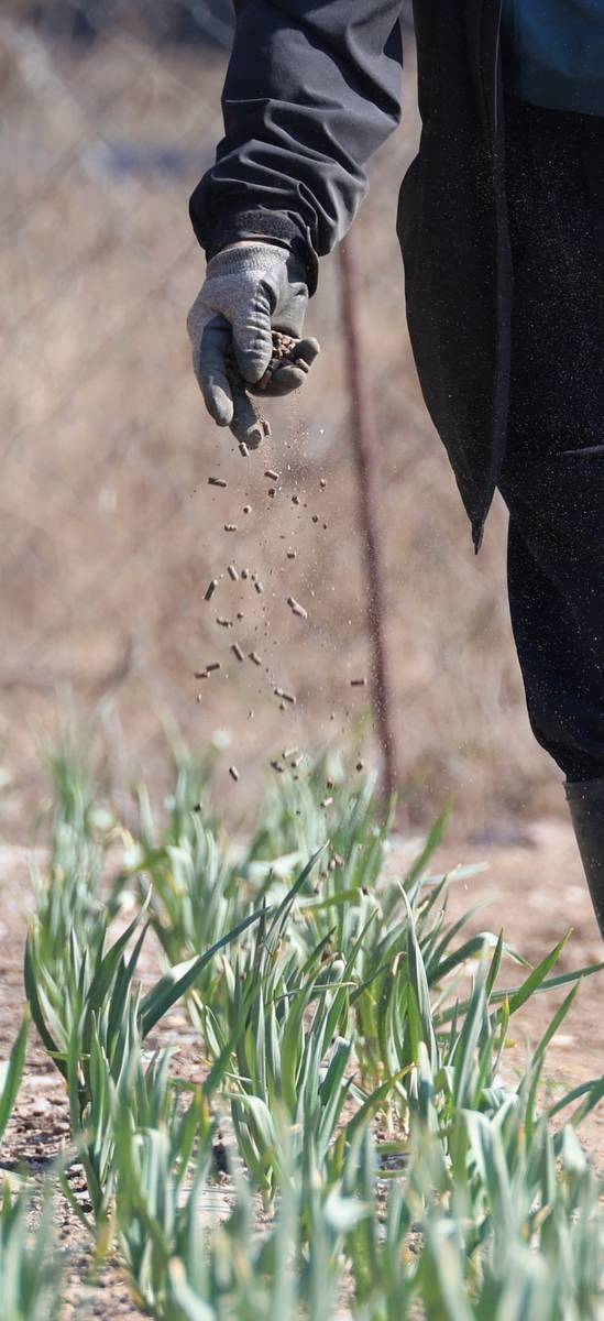 마늘 밭에 뿌리는 비료 [촬영 황수빈]