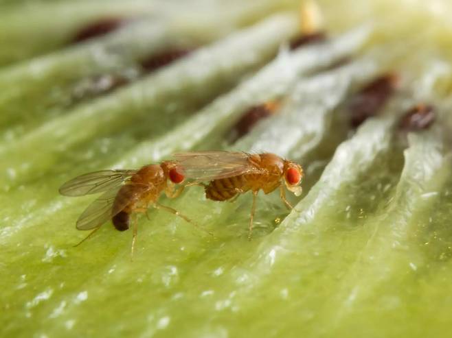 음식물 위에 내려 앉은 초파리의 모습. /막스 플랑크 화학 생태학 연구소
