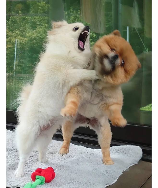 오이 사진을 올렸는데 강아지가 화제된 트윗