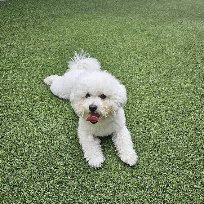 1000026509.jpg 우리집 강아지 미용하고 좌절하는데 응원좀..