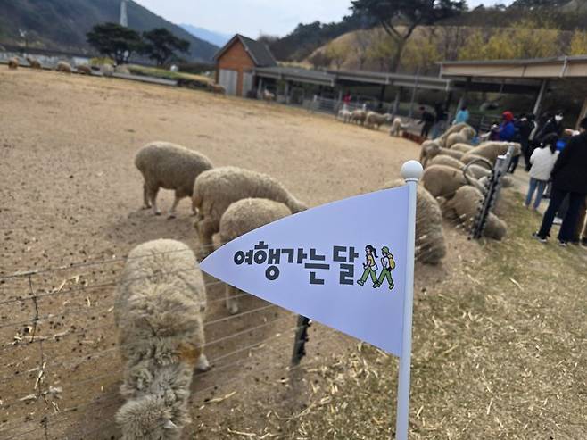 체험형 목장 지리산 치즈랜드에선 양떼 먹이주기 체험이 가능하다. 한국관광공사 제공