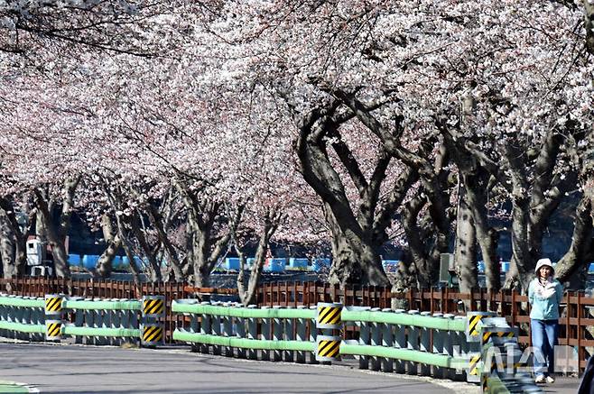 [남해=뉴시스] 차용현 기자 = 2일 오전 경남 남해군 설천면 인근 왕지벚꽃길에 벚꽃이 활짝 꽃망울을 터뜨려 눈길을 끌고 있다. 왕지 벚꽃은 이번 주말 절정을 이룰 것으로 예상된다. 2025.04.02.. con@newsis.com