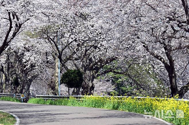 [남해=뉴시스] 차용현 기자 = 2일 오전 경남 남해군 설천면 인근 왕지벚꽃길에 벚꽃이 활짝 꽃망울을 터뜨려 눈길을 끌고 있다. 왕지 벚꽃은 이번 주말 절정을 이룰 것으로 예상된다. 2025.04.02.. con@newsis.com