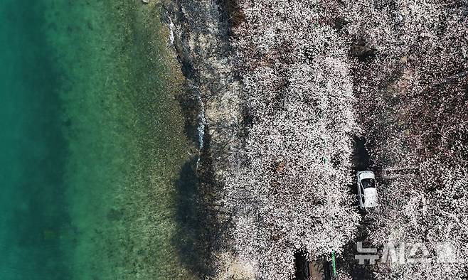 [남해=뉴시스] 차용현 기자 = 3일 오후 경남 남해군 설천면 인근 왕지벚꽃길에 벚꽃이 꽃망울을 터뜨려 눈길을 끌고 있다. 왕지 벚꽃은 이번 주말 절정을 이룰 것으로 예상된다. 2025.04.03.. con@newsis.com