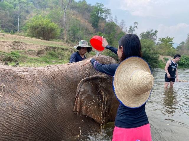 코끼리 목욕 봉사에 참여 중인 모습. 하나투어 홈페이지