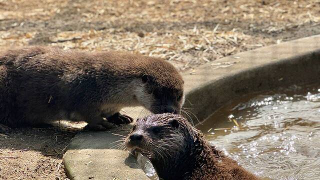 서식지와 유사한 환경의 사육장에서 수달 두 마리를 합사 후 먹이사냥 등 9개월간의 재활 훈련을 시켰다. 경기도