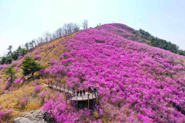 ▲종남산 진달래.ⓒ밀양시