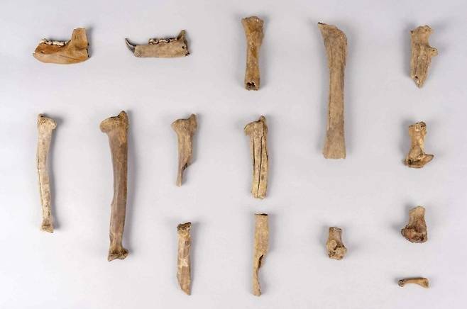 경주 월성 해자에서 출토된 곰 뼈 [국립경주문화유산연구소 제공. 재판매 및 DB 금지]