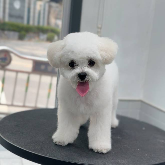 IMG_2197.jpeg 우리 강아지 배냇털 미용해따