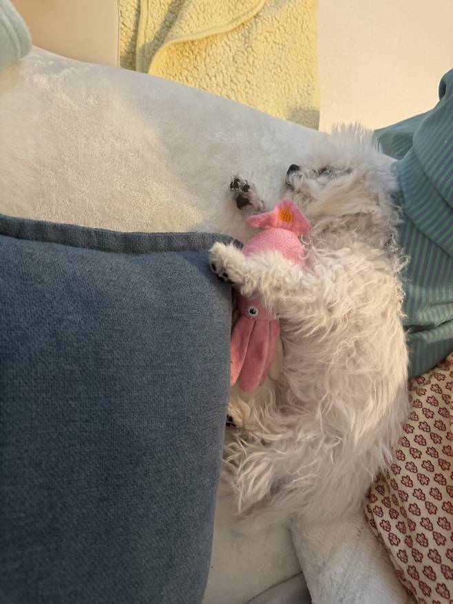 IMG_2174.jpeg 우리 강아지 배냇털 미용해따