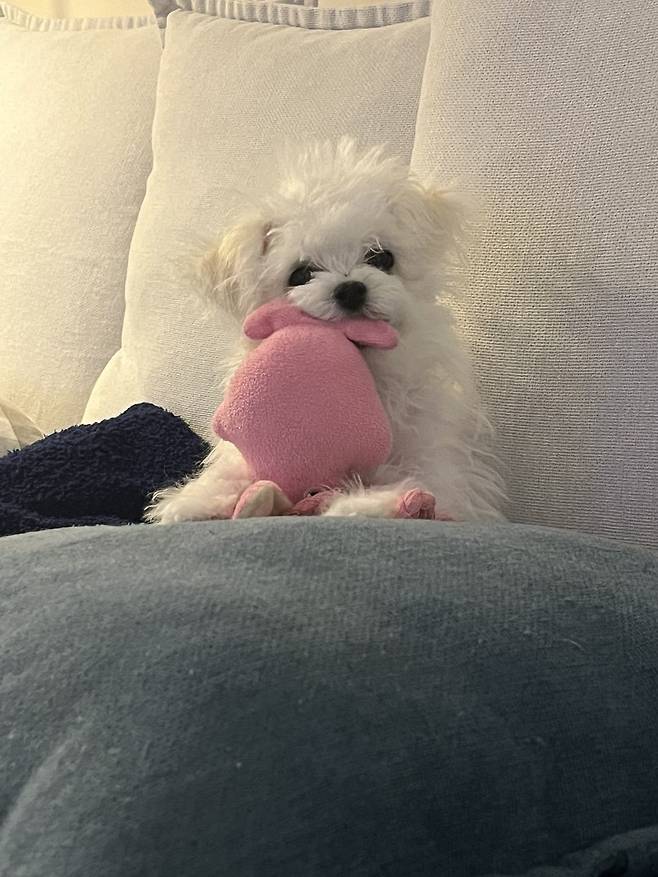 IMG_2122.jpeg 우리 강아지 배냇털 미용해따