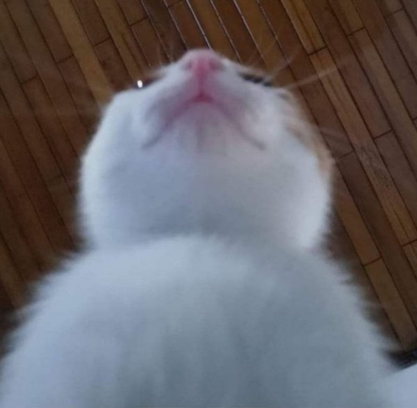 고양이 사료시점