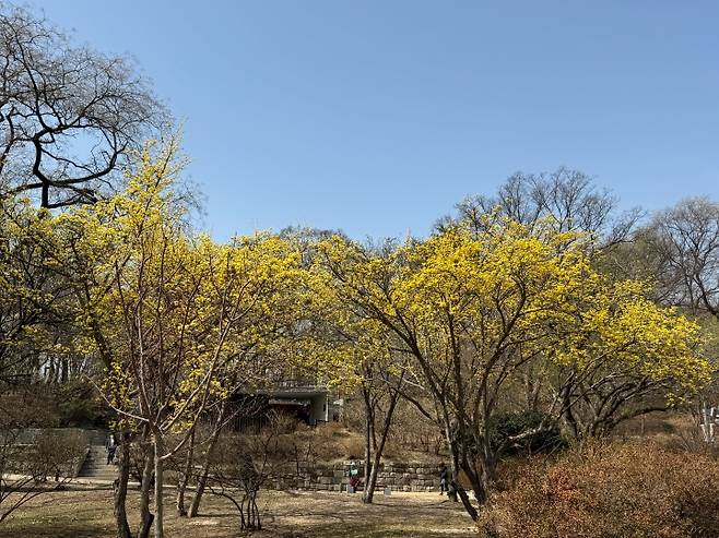 창덕궁에 봄꽃이 핀 모습